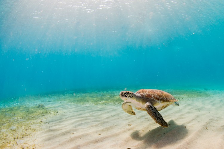 Sea Turtles - Barbados