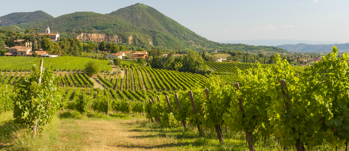 Image result for italy vineyards