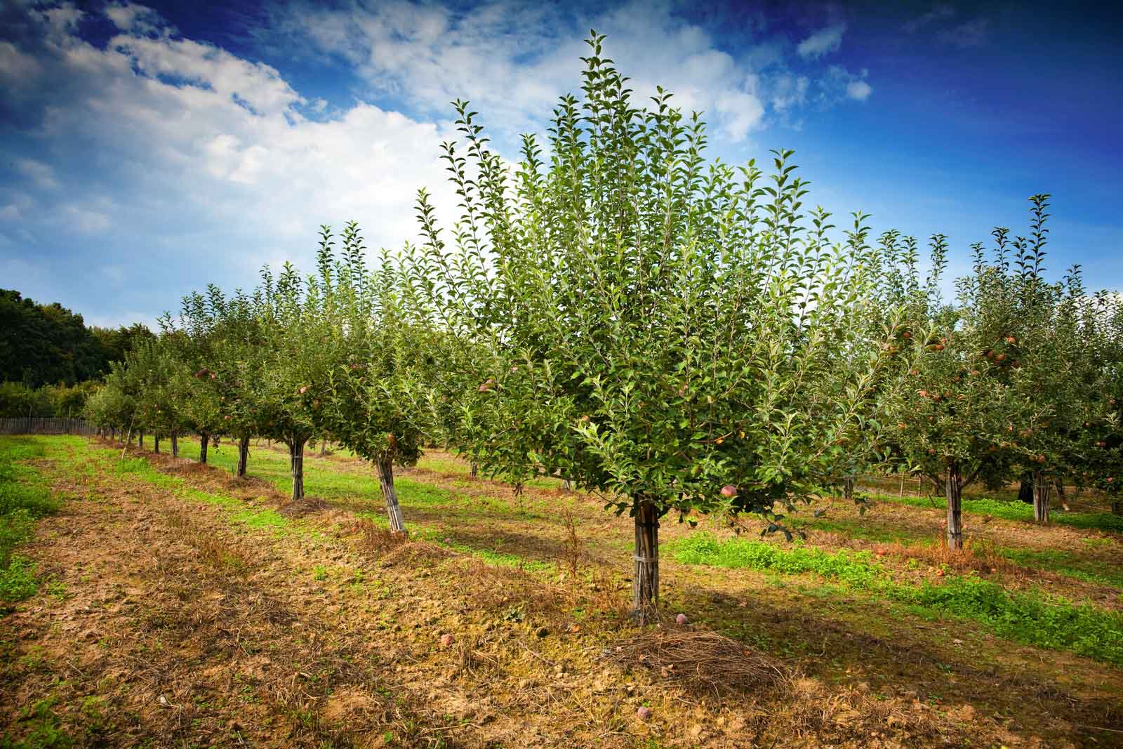 Orchard Fruit Tree - Fruit Tree Orchard Planting Guide : You can even build your own personal orchard.