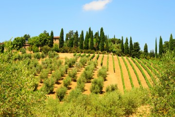 Hill Of Tuscany