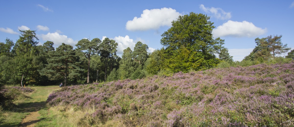 Purple field in Buchan Country Park