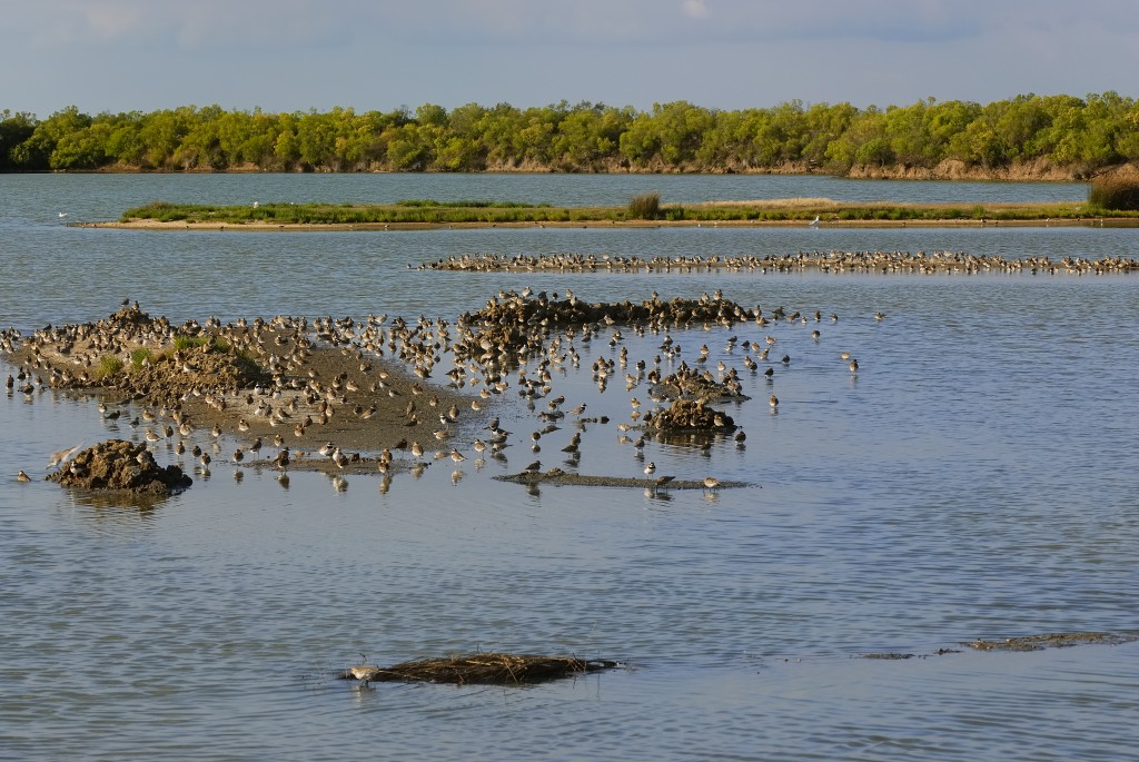 Teich Bird Reserve - Photographer Jacques Gillon. - Aquitaine