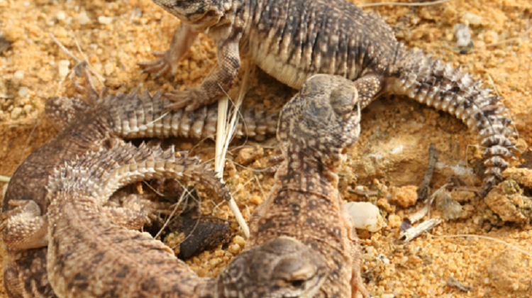 Alligator Bay - France's reptilian attraction