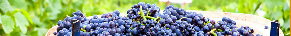 Burgundy - Vineyard