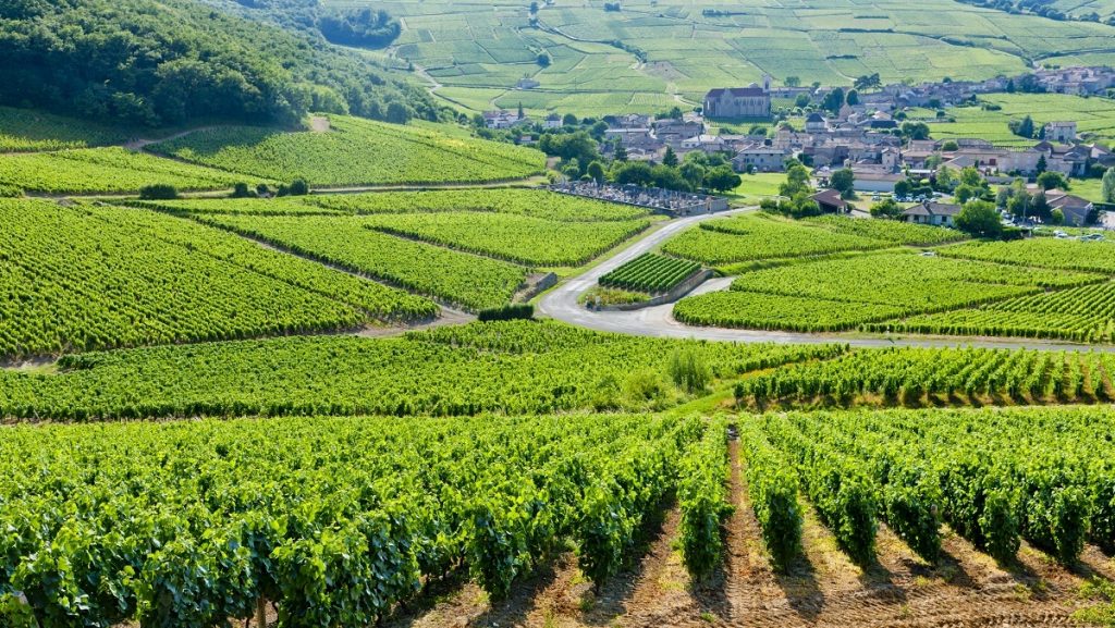 Vineyards near Fuisse - Burgundy