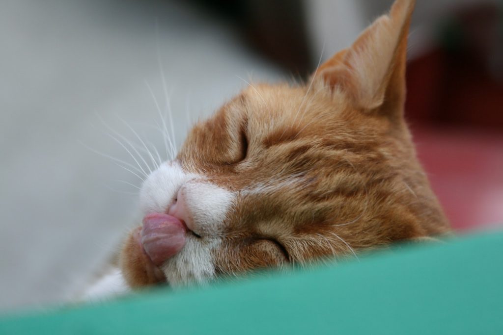 Sleeping cat in Malta