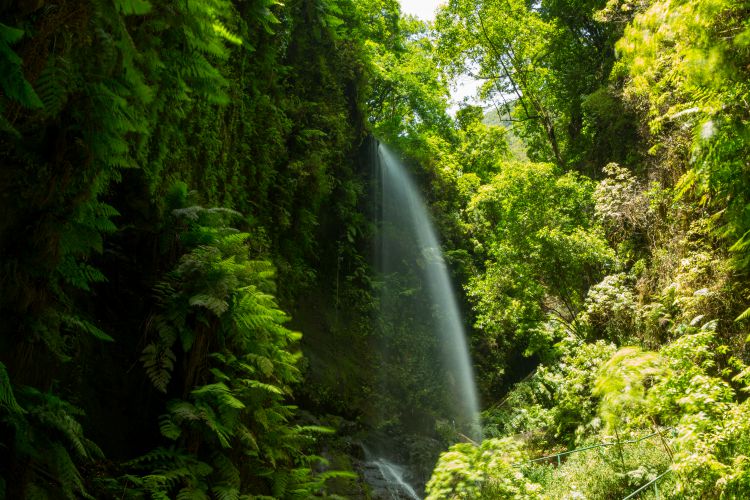 os Tilos waterfall Laurisilva in La Palma laurel forest at Canary Islands