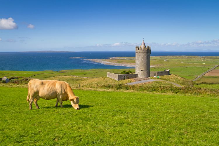 Doonagore castle with Irish cow Coastal holidays