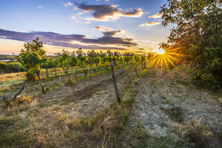 Istria vineyard