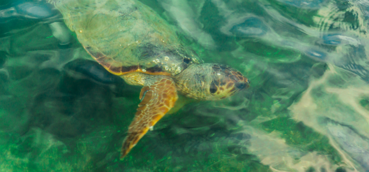 Turtles in Koroni