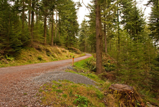 Grizedale Forest Lake District