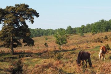 Horses in New Forest Hampshire Travel Guide
