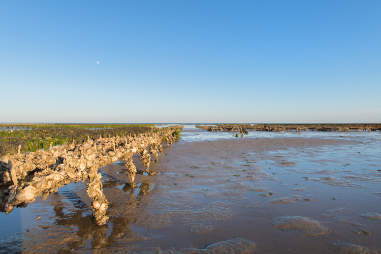 Oyster banks in Ile de Re