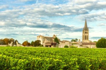 Vineyard in Aquitaine