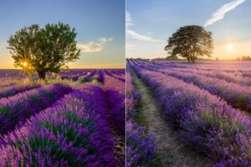 Surrey v Provence