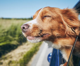 Dog travel by car