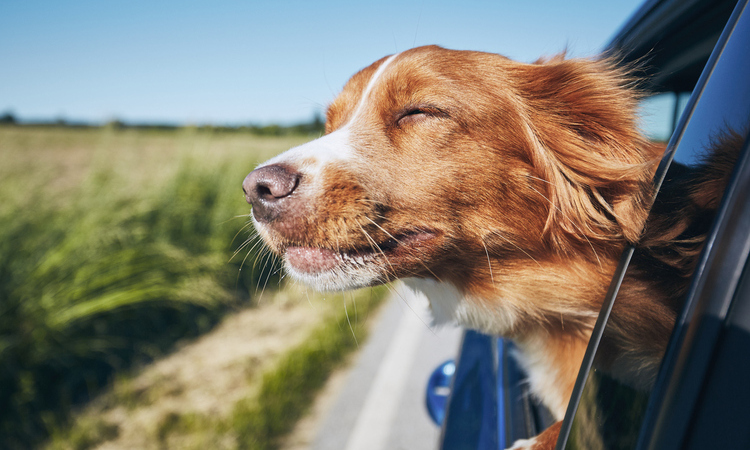 Dog travel by car