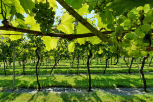 Best Vineyards in England