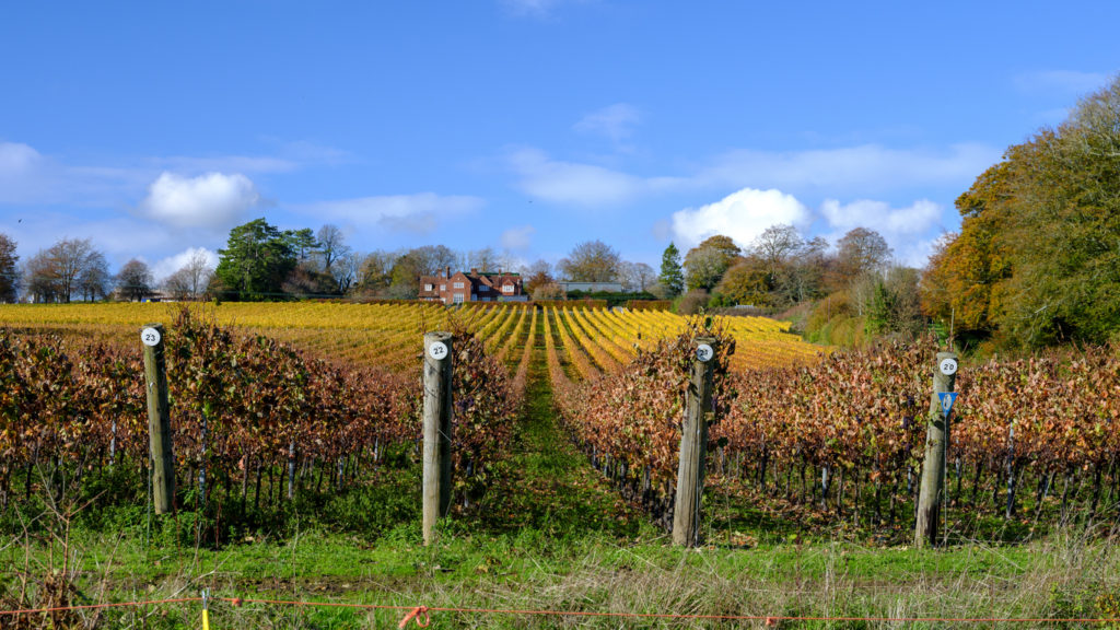Hambledon wine estate