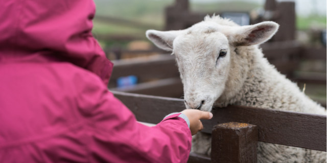 Little girl feeding sheep in on the farm 