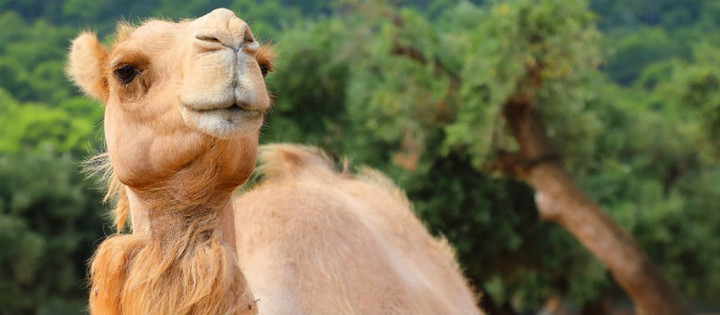 camel Zoosafari Puglia